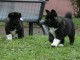 Chiots de race Akita américain