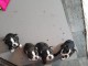 Chiots Boston terrier