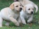 Magnifiques chiots Labrador Retriever