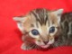 CHATONS BENGAL POUR ADOPTION 