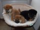 Disponible chiots shiba