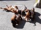 Magnifiques Chiots Boxer Pure Race