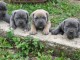 Superbes Chiots Cane Corso Pure Race