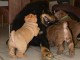 Magnifiques  Chiots de Shar Pei Pure Race