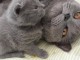Sublimes Chatons Chartreux Pure Race Pedigree