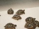 Superbes Tortues terrestres Hermann Testudo Hermanni 