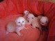 ChatonS Ragdoll pour compagnie 