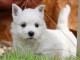 Adorable chiots Westie a donner