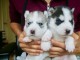 Superbe chiots Husky Sibérien a donner 1 femelle et 2 mâles