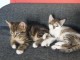 Donne chatons contre bons soins mâles et femelles 