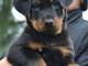 A donner chiots Beauceron