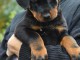 A donner chiots Beauceron