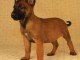 Magnifiques chiots Berger Malinois