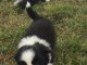 Adorable chiots  Border Collie 