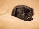 Chiots staffordshire bull terrier