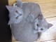 A donner chatons british shorthair