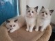 Chatons Ragdoll disponible de suite 