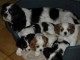 Donne Chiots Cavalier King Charles 