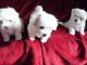 Donne Magnifiques chiots Bichon Maltais