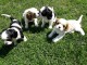 chiots Cavalier King Charles