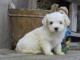 Donne mignonne Chiot type bichon maltais Femelle