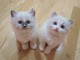 Magnifiques chatons Ragdoll