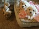 Magnifiques chiots bichon maltais 