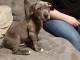 chiots Pit-bull-terrier-américan