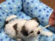 Adorables chiots Shih Tzu