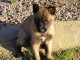 Magnifiques chiots Berger Malinois