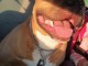 Chien bully sociable gentille je le vend