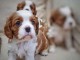 Adorables chiots cavalier king charles