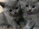 Magnifique chatons british shorthair a donner