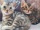 Deux magnifique chaton Bengal 