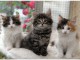 Adorables chatons norveviens loof 