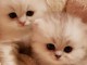 Nos adorables chatons British Longhair