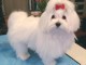 Merveilleux chiots bichon maltais a donner