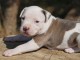 Chiots American Staffordshire Terrier A DONNER 