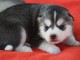 3 Chiots Siberian Husky A DONNER 