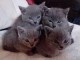 Donne Chatons Chartreux