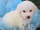 Chiots bichon maltais de pure race