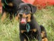 A donner chiots Beauceron