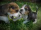 A donner chiots Beagle