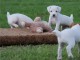 A donner magnifiques chiots jack russell