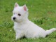 A donner chiots Westie