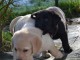 A donner chiots labrador