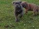 A donner Chiots cane corso