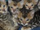 Donne Magnifiques Chatons Bengal