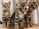   Dons Chatons Bengal LOOF 