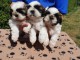 Dons Chiots Shih Tzu 1 mâle - 2 femelles